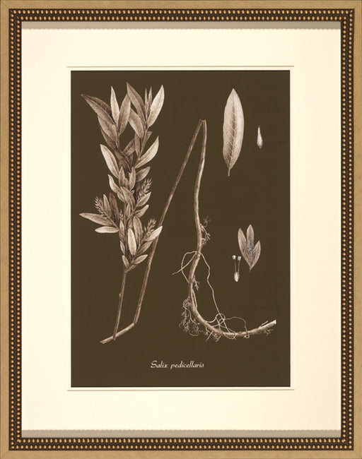 Sepia Leaves on Chocolate III 8