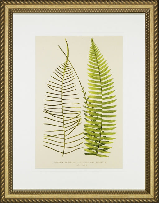 Spring Ferns IV 7