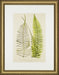 Spring Ferns IV 7