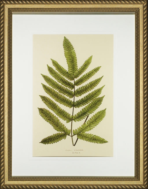 Spring Ferns II 7