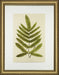 Spring Ferns II 7