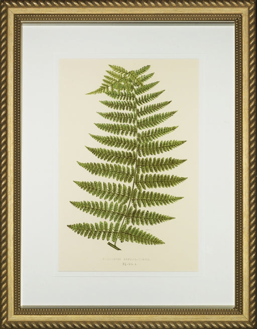 Spring Ferns I 7