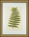 Spring Ferns I 7