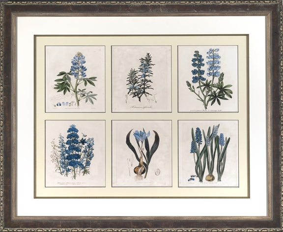 Blue Botanical Collection 7
