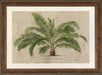 Large Horizontal Palm IV 7