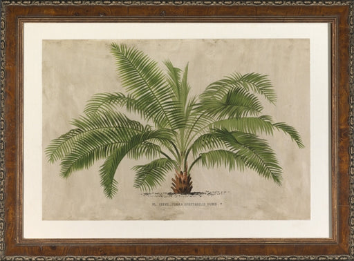 Large Horizontal Palm IV 7