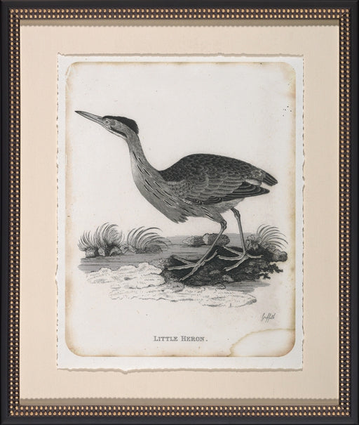 Little Heron 8