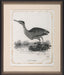Little Heron 8