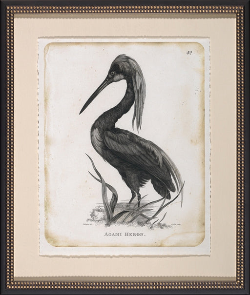 Agami Heron 8