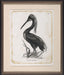 Agami Heron 8