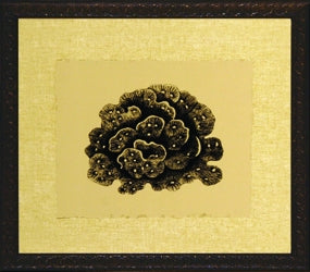 Coral on Khaki Series Set of 4 I 8