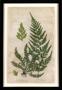 Mountain Fern I 7