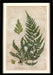 Mountain Fern I 7