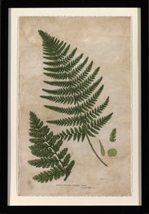Mountain Fern II 7