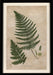 Mountain Fern II 7