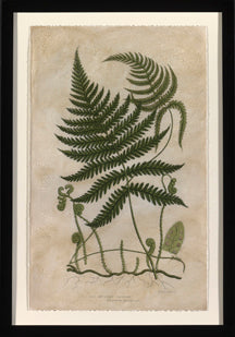 Mountain Fern III 7