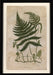 Mountain Fern III 7