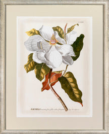 Magnificent Magnolias I 7