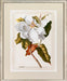 Magnificent Magnolias I 7