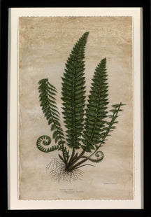 Mountain Fern IV 7