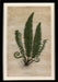 Mountain Fern IV 7
