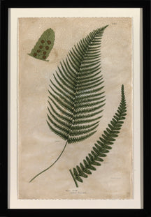 Mountain Fern V 7