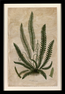 Mountain Fern VI 7