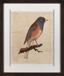 Junco Oregonus 8