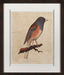 Junco Oregonus 8