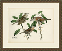Large Brasher Bird III 7