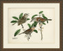 Large Brasher Bird III 7