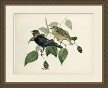 Large Brasher Bird IV 7