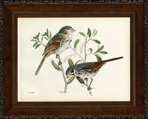 Small Brasher Birds II 8