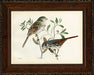 Small Brasher Birds II 8