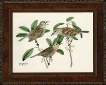 Small Brasher Birds III 8