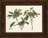 Small Brasher Birds III 8
