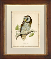 Tencmalms Owl I 7