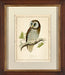 Tencmalms Owl I 7