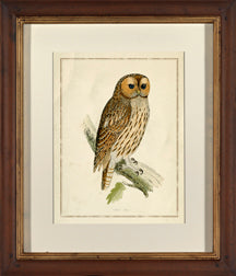 Tencmalms Owl II 7