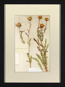 Herbarium Collection IV 8
