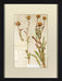 Herbarium Collection IV 8