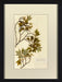Herbarium Collection V 8