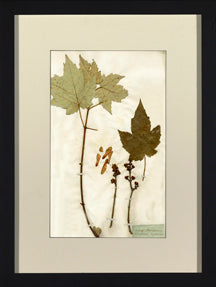 Herbarium Collection VI 8
