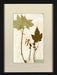Herbarium Collection VI 8