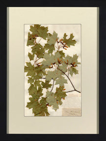 Herbarium Collection VII 8