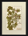 Herbarium Collection VII 8
