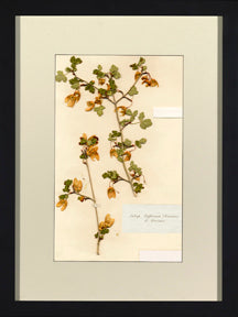 Herbarium Collection IX 8