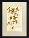 Herbarium Collection IX 8