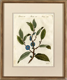 Plantae CXX 8