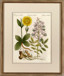 Plantae CXXXVII 8